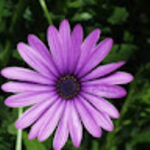 Meet your Posher, Nalinakshic